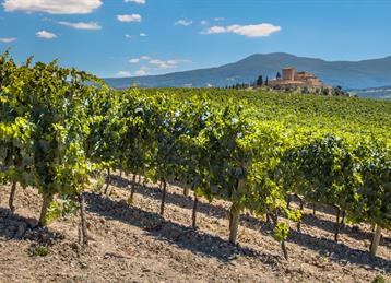 Vineyards