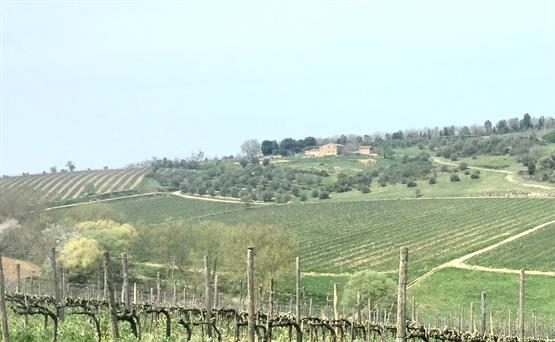 Chianti Classico Vineyard - Rancia