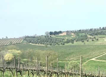 Chianti Classico Vineyard - Rancia