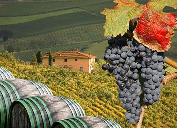 Vineyeard in Chianti, Toscany, Italy, famous landscape